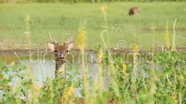 幼壮婀娜多姿的鹿，绿油油的牧场上长满了绿油油的青草.. 春天的草地上有可爱的动物。 畜牧领域